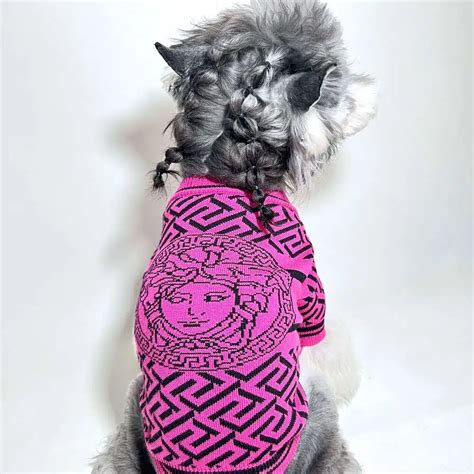 versace dog collar large|Versace dog robe.